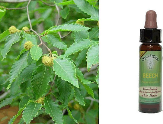 Crystal Herbs Οξυά (beech) Blütenessenzen 10ml 1Stück