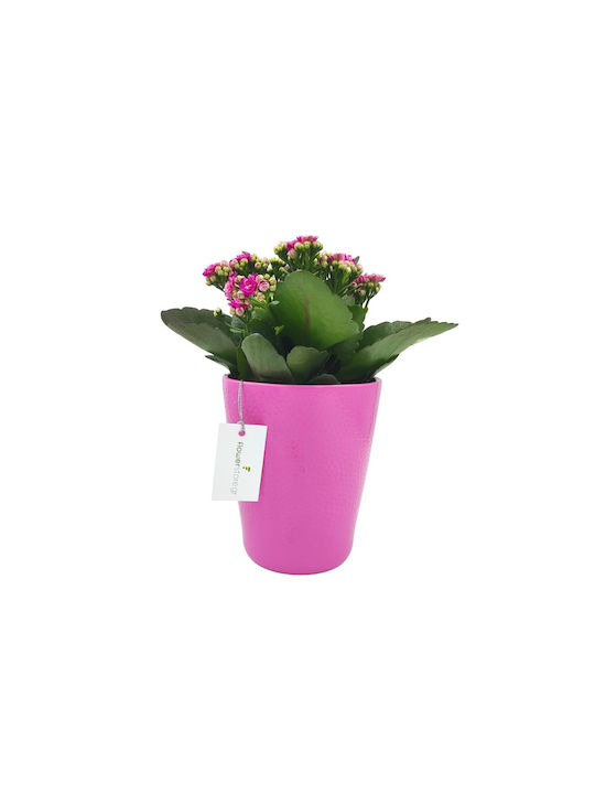 Kalanchoe Pink Topfarrangement