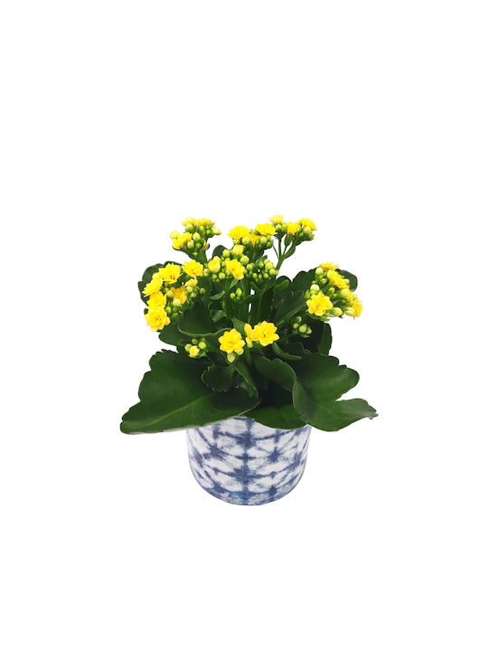 Aranjament Kalanchoe în Ghiveci Albastru