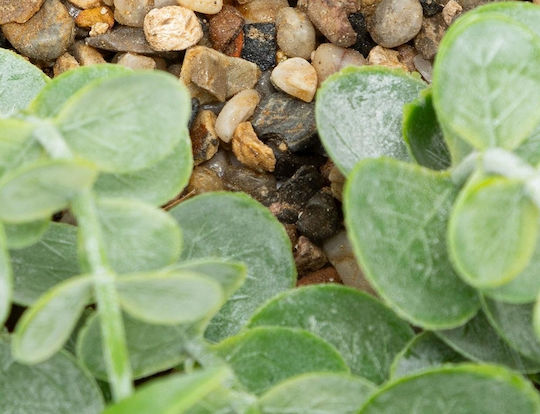 Eucalyptus Zea Ευκάλυπτος σε Γλαστράκι 26cm Atmosphera