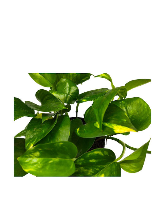 Pothos Zimmerpflanze