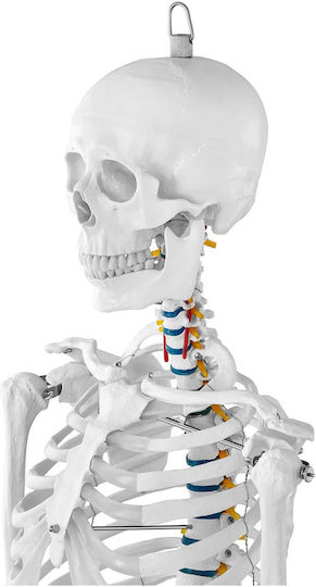 Anatomisches Modell Menschliches Skelett 176 cm + Anatomisches Poster