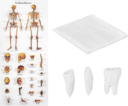 Anatomisches Modell Menschliches Skelett 176 cm + Anatomisches Poster