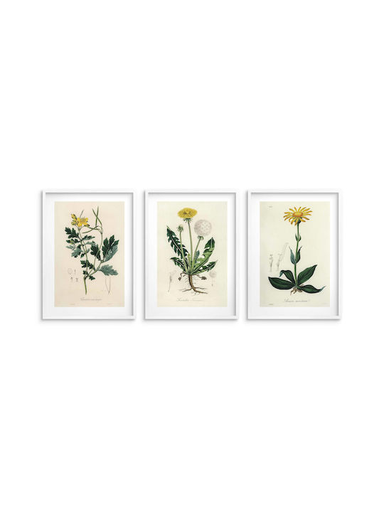 Posters Kitchen Medicinal Plants Wall Decoration Dandelion 3x30x40