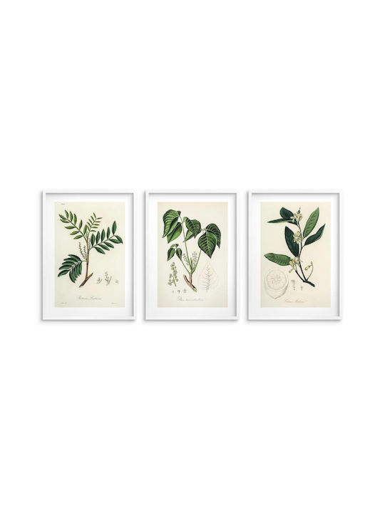Poster Küchenpflanzen Herbarium Wanddekoration Vintage Stil 3x30x40