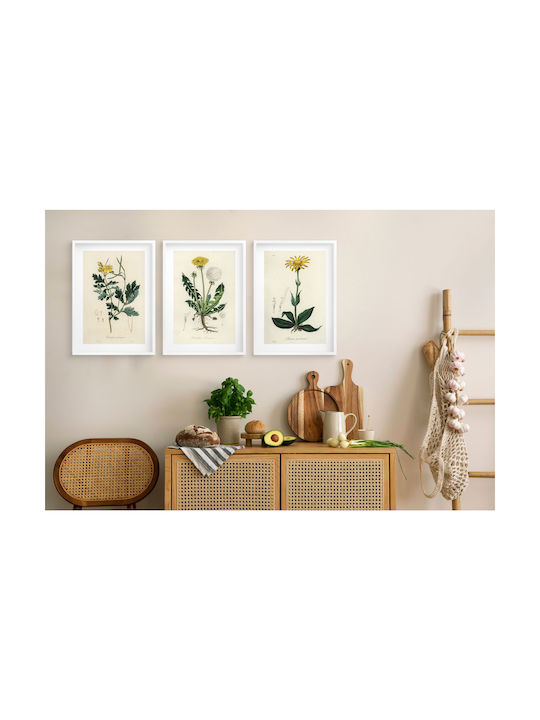 Posters Kitchen Medicinal Plants Wall Decoration Dandelion 3x30x40