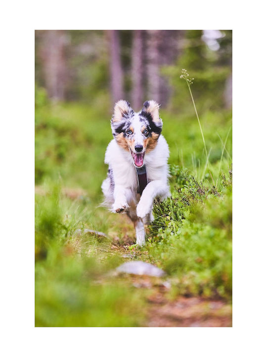 Non-stop dogwear Hundegeschirr Schwarz linebk4