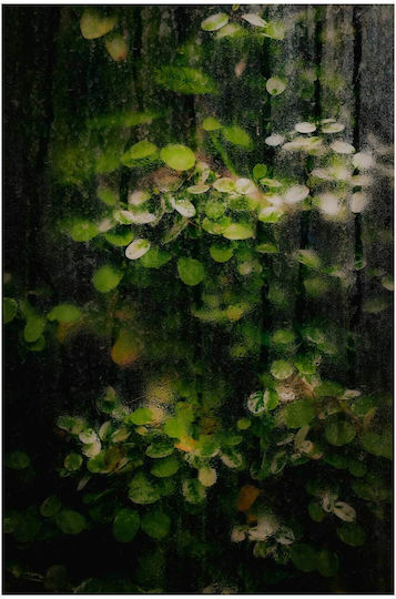 Frunze Udate de Rouă Pictură pe Sticlă 80x120