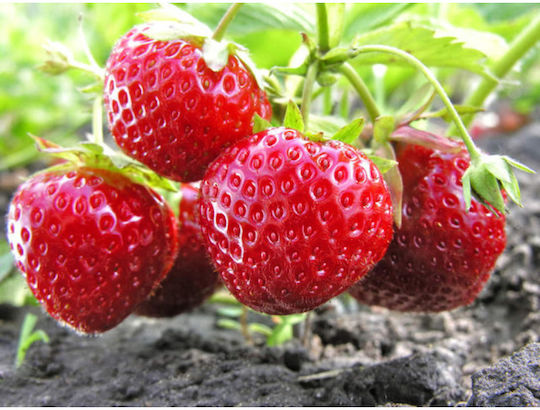 Fiordifrutta Organic Jam Strawberry 250gr