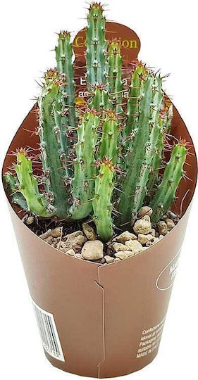 Euphorbia Aeruginosa 6.5cm Euphorbia Aeruginosa 6.5cm