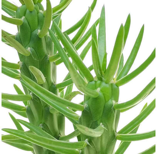 Opuntia Subulata 5,5 cm