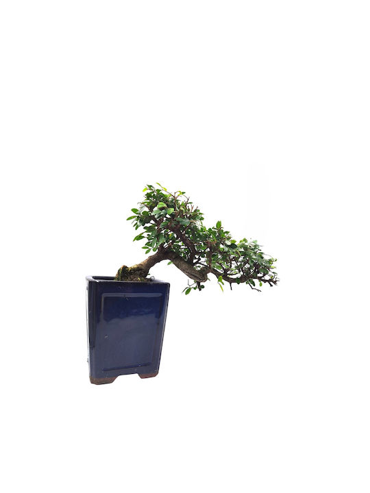 Αυθεντικό Μπονσάι Zelkova Parvifolia Cascade