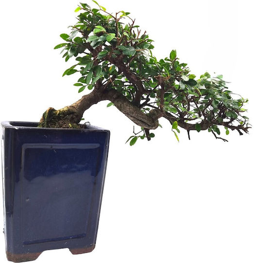 Authentic Bonsai Zelkova Parvifolia Cascade