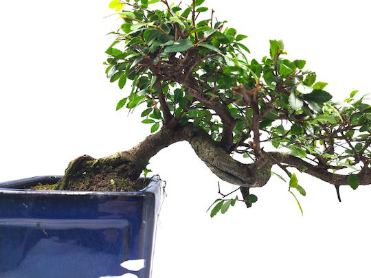 Authentic Bonsai Zelkova Parvifolia Cascade
