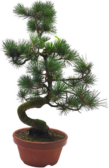 Bonsai Pinus Parviflora