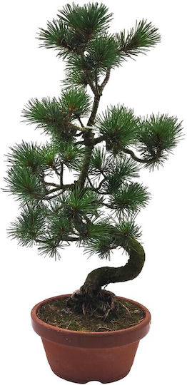 Μπονσάι Pinus Parviflora