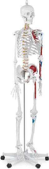 Anatomisches Modell Menschliches Skelett 180 cm + Anatomisches Poster