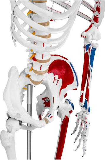 Anatomisches Modell Menschliches Skelett 180 cm + Anatomisches Poster