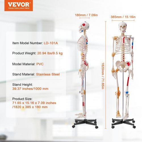 Vevor Educational Model