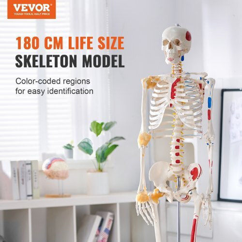Vevor Educational Model