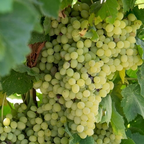 Σταφιδα Σουλτανινα Jumbo 10 Ξανθια 100 Gr