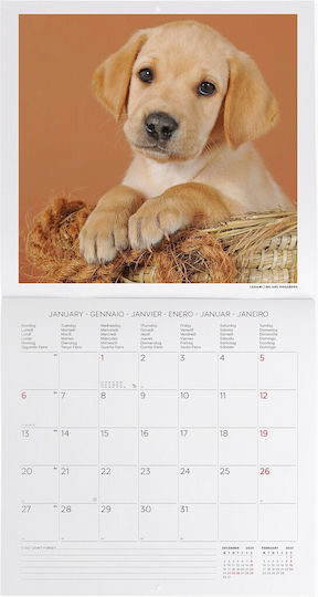 Legami Milano Puppies Daily Wall Diary 2025 29x30cm