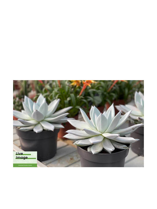 Echeveria 'mexican Giant' 17cm