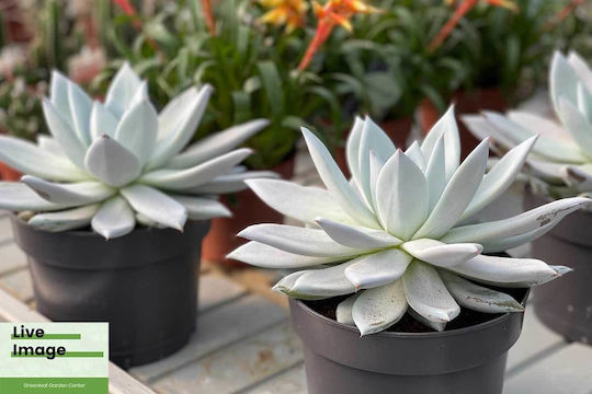 Echeveria 'mexican Giant' 17cm