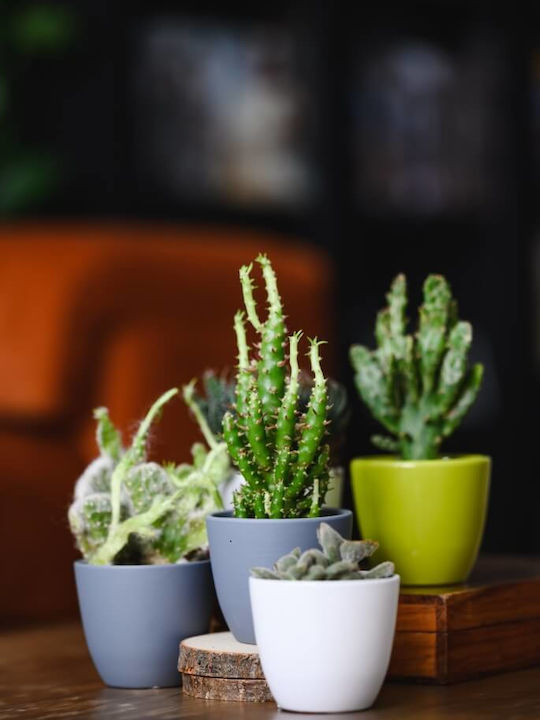 Polnix Planter Ceramic White 7x7x6cm.