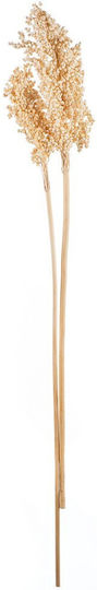 Αποξηραμένο Sorghum 70γρ Ρτ192 Nv-7130192