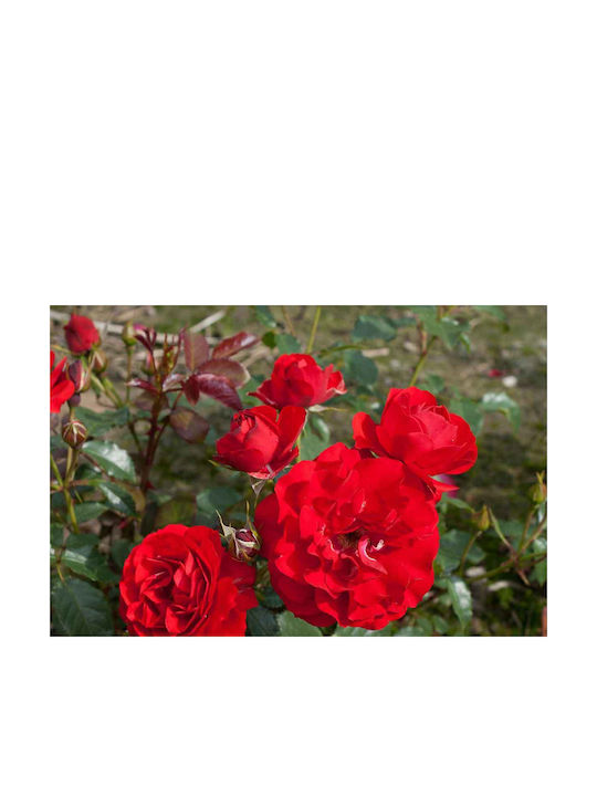 Rosa Montana 'royal Occassion' 3lt Rosa Montana 'royal Occassion' 3lt
