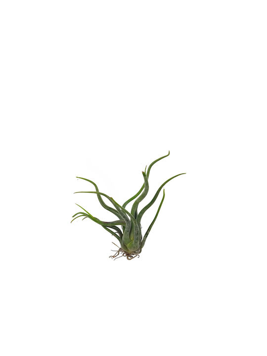 Luftpflanze Tillandsia Caput Curly Mittelgroß
