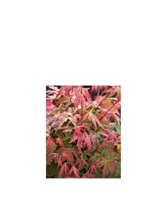 Acer 'phoenix' 10.5cm Acer 'phoenix' 10.5cm