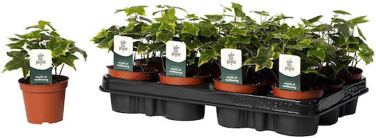 Hedera Helix 'goldchild' 8,5 cm Hedera Helix 'goldchild' 8,5 cm