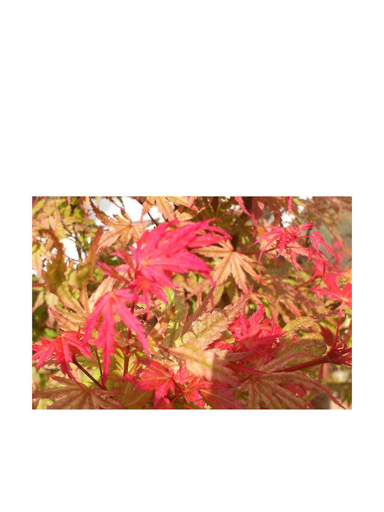 Acer 'Phoenix' 10,5 cm