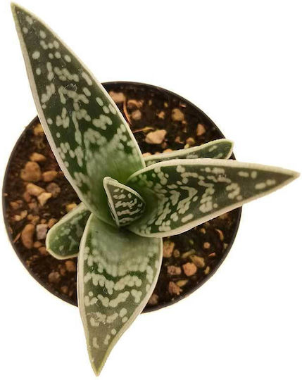 Aloe Variegata 8,5 cm