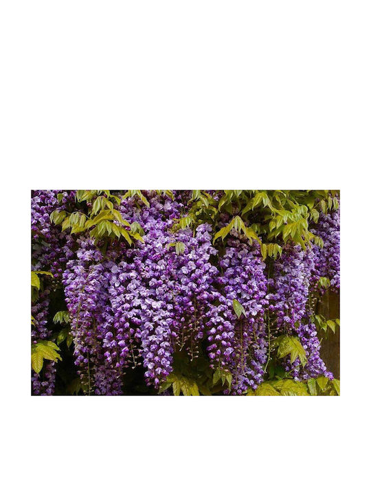 Wisteria 'black Dragon' 15cm Wisteria 'black Dragon' 15cm