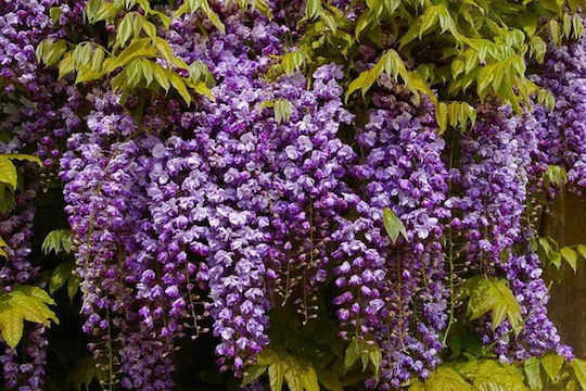 Wisteria 'black Dragon' 15cm Wisteria 'black Dragon' 15cm
