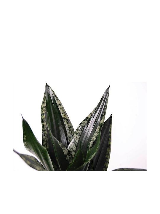 Sansevieria 'grey Stripe' 14cm Sansevieria 'grey Stripe' 14cm