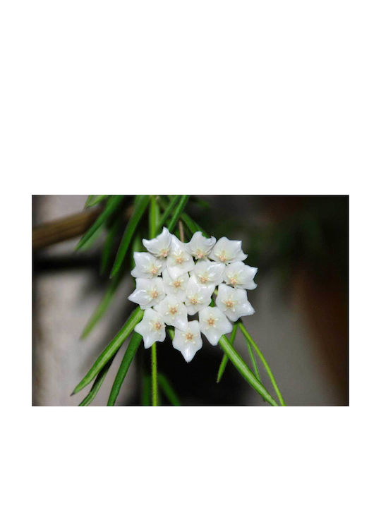 Hoya Linearis 14cm