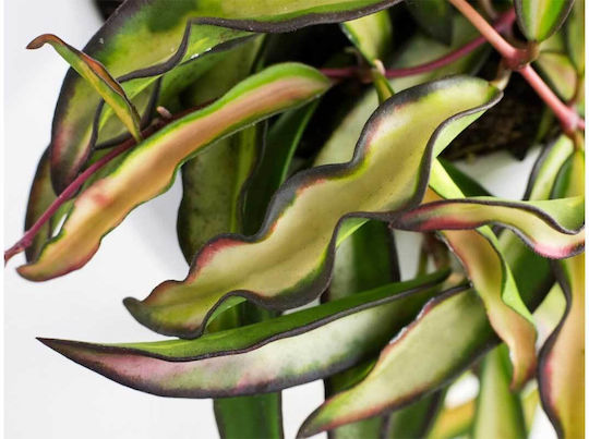Hoya Wayetii 'Tricolor' 12 cm