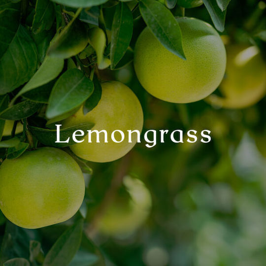 Cereria Molla Aromatische Kerze in Gefäß Tee & Zitronengras