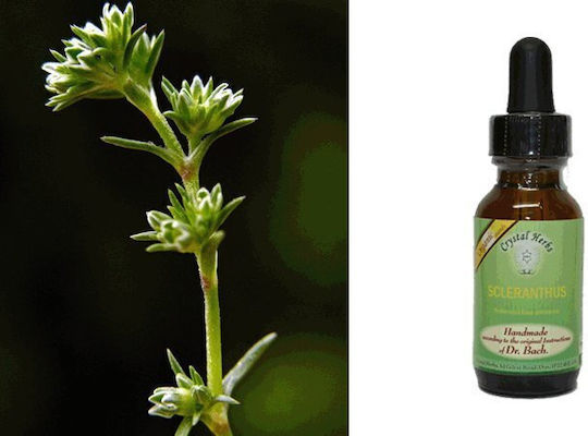 Crystal Herbs Σκλήρανθος (scleranthus) Ανθοΐαμα 25ml 1τμχ