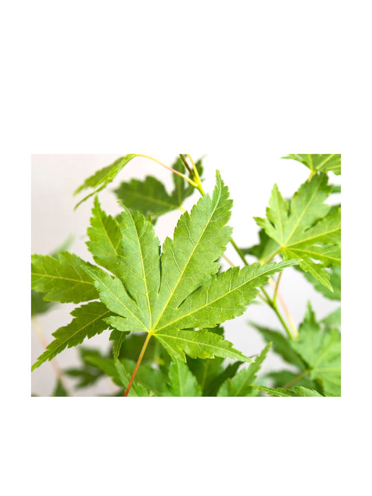 Acer Palmatum "going Green"