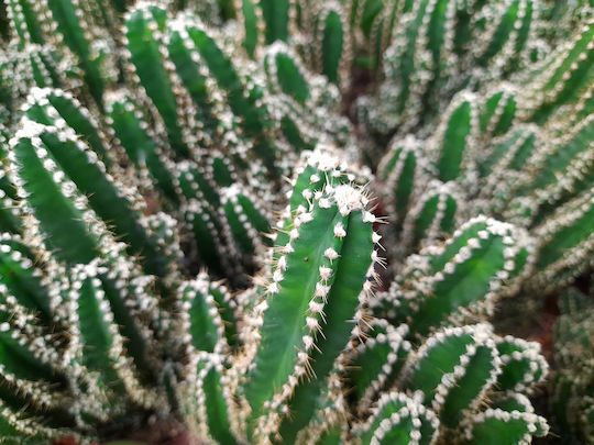 Κάκτος "echinopsis Mix" 50 Σπόροι