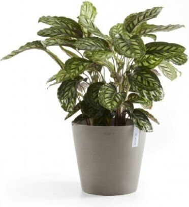 Ecopots Ghiveci Plastic Taupe 60x60x56cm.