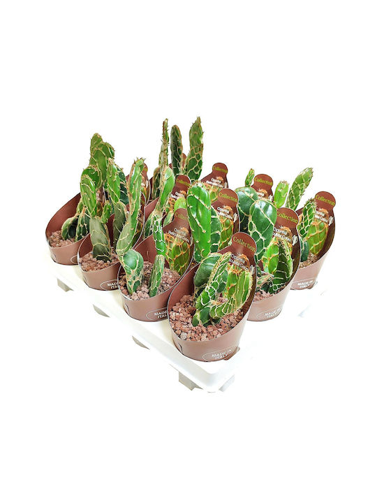 Kaktus Opuntia Zebrina Reticulata ''Cobra''