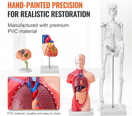 Vevor Internal Organs Model