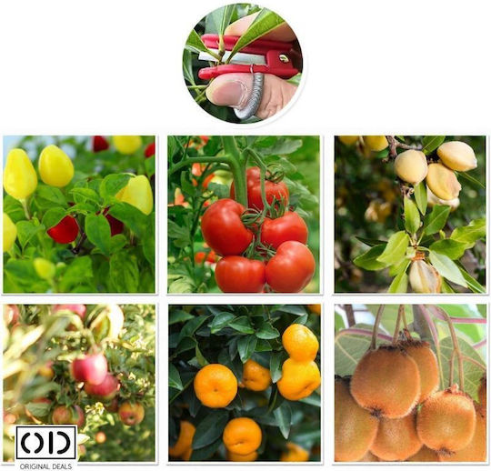 Foarfeci Mini de Grădină pentru Degete Compatibile cu Vița de Vie Fructe Lăstari de Legume Dimensiune 5 X 1.3 Cm Roșu Oferte Originale