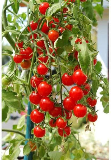 Gemma Seeds Tomatoς Santorini 1gr